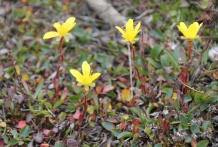 Moorsteinbrech - Saxifraga hirculus