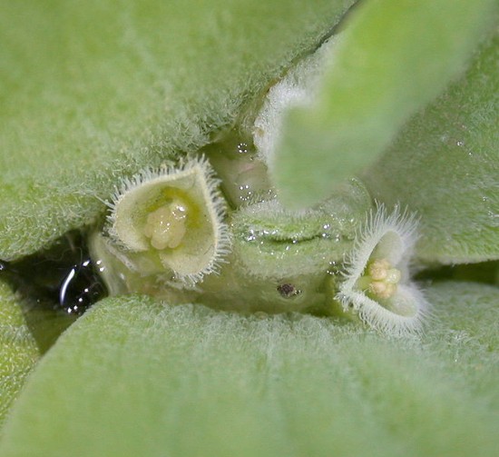 Die Muschelblume Pistia stratiotes