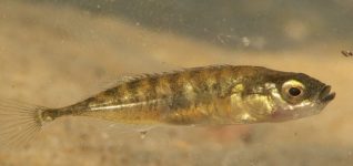 Der GroßohrSonnenbarsch Lepomis megalotis Gartenteich Ratgeber
