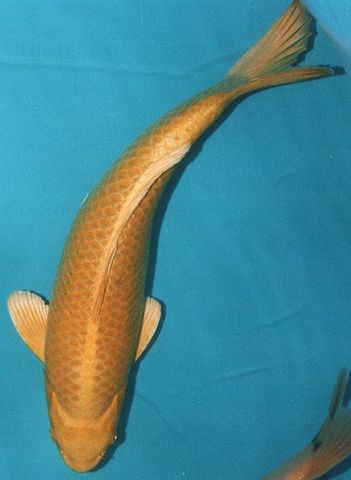 Ogon Koi