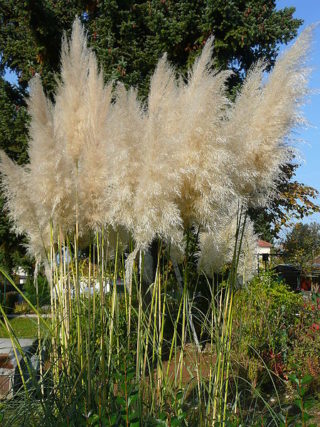 Kleine Pampasgras - Cortaderia selloana