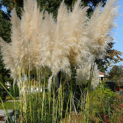 Gräser am Gartenteich Gartenteich Ratgeber