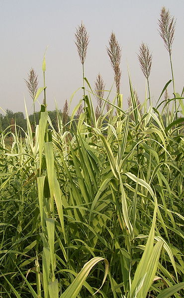 Pfahlrohr - Arundo donax