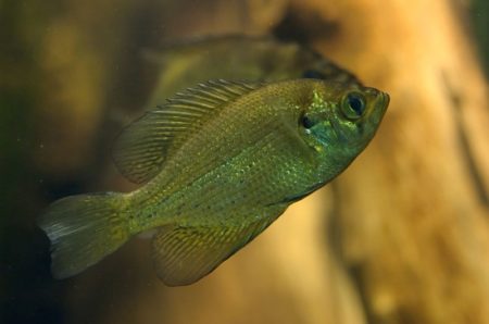 Pfauenaugenbarsch Centrarchus macropterus