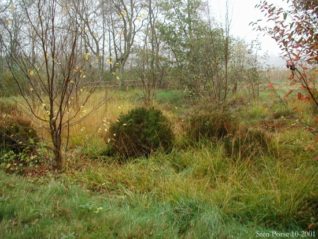 Naturteich anlegen Einen natürlichen Teich ohne Technik betreiben