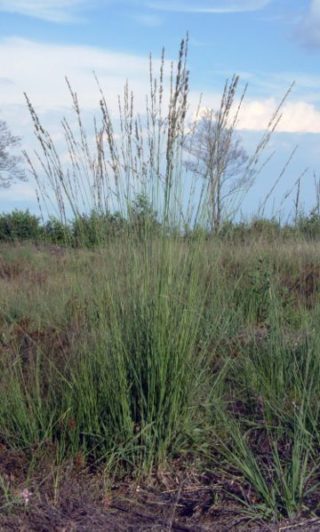 Das Blaue Pfeifengras - Molinia caerulea