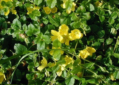 Pfennigkraut