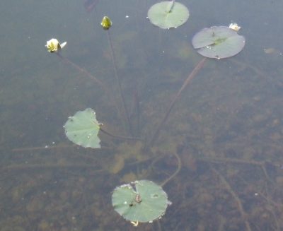 Seerosen Gartenteich Ratgeber
