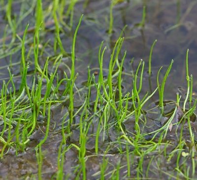 Farne am Gartenteich Gartenteich Ratgeber