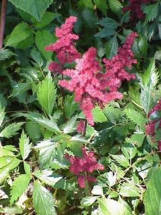 Prachtspiere - Astilbe x arendsii