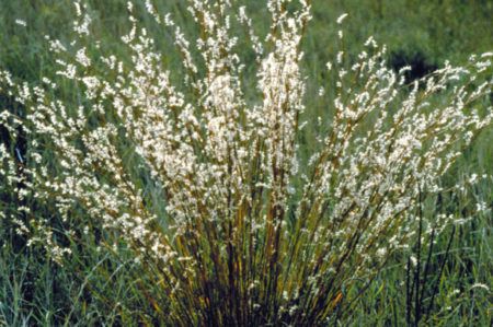 Präriegras - Schizachyrium scoparium