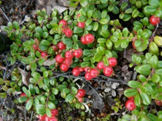 Preiselbeere - Vaccinium vitis-idaea