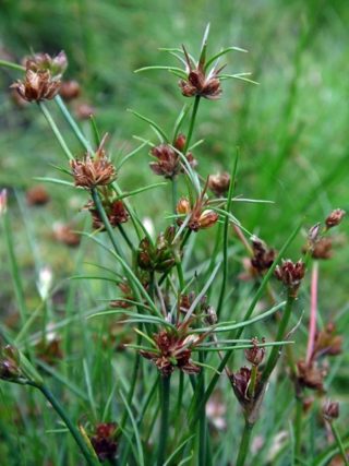 Rasenbinse - Juncus bulbosus