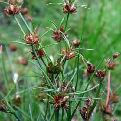 Binsen im Überblick Gartenteich Ratgeber