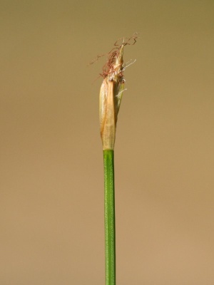 Blütenstand der Rasensimse