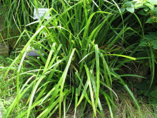 Riesensegge - Carex pendula