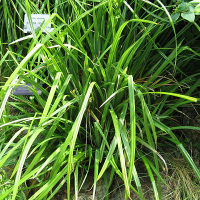 Gräser am Gartenteich Gartenteich Ratgeber