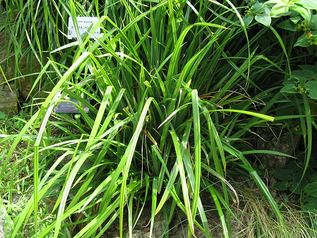 Riesensegge - Carex pendula