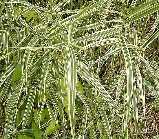 Rohrglanzgras - Phalaris arundinacea