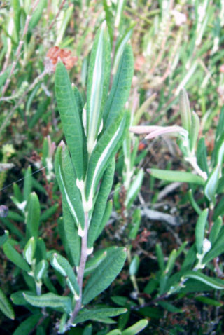 Rosmarinheide - Andromeda polifolia