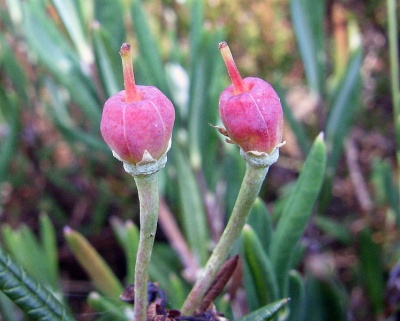Früchte der Rosmarinheide