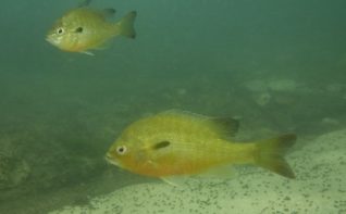 Der RotbrustSonnenbarsch Lepomis auritus Gartenteich Ratgeber