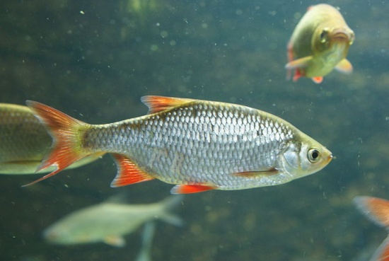 31+ Rotfeder Fisch Teich, Die silbernen schuppen zusammen mit den