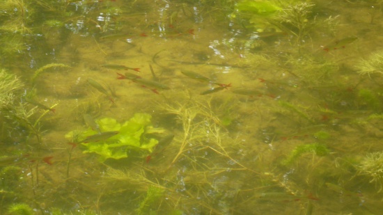 Die Rotfeder Scardinius erythrophthalmus Gartenteich Ratgeber