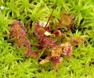 Rundblättrige Sonnentau - Drosera rotundifolia