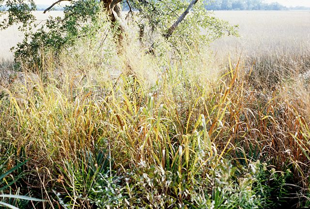 Rutenhirse in ihrer Heimat