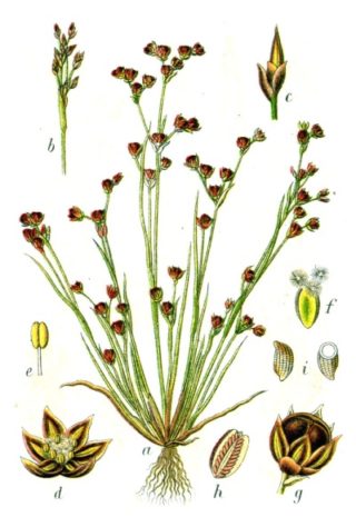 Sandbinse - Juncus tenageia