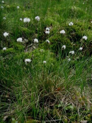 Scheidige Wollgras - Eriophorum vaginatum