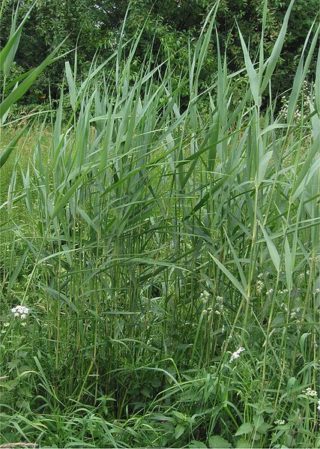 Schilfrohr - Phragmites australis