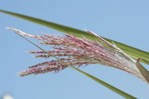 Das Schilfrohr Phragmites australis Gartenteich Ratgeber