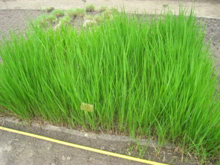 Schlickgras - Spartina pectinata