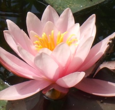 Seerosen Gartenteich Ratgeber