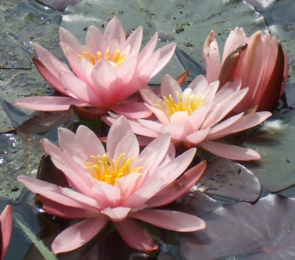 Seerosen Gartenteich Ratgeber