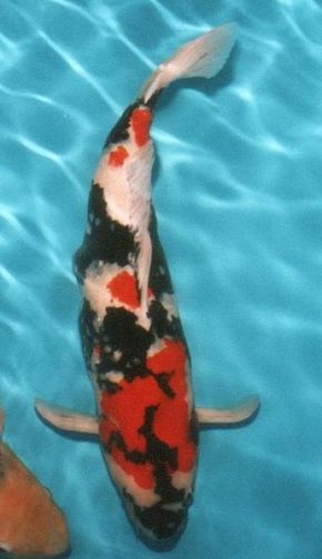 Übersicht der Koi Krankheiten und ihre Symptome Gartenteich Ratgeber