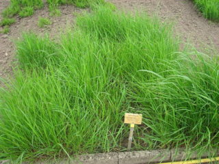 Silberährengras - Achnatherum calamagrostis