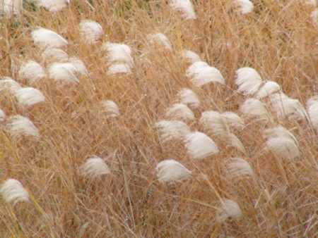 Silberfahnengras - Miscanthus sacchariflorus