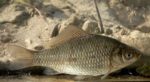 Die Silberkarausche Carassius gibelio Gartenteich Ratgeber