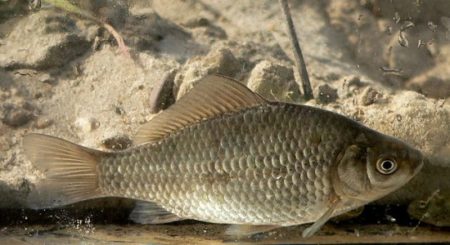 Weibchen der Silberkarausche