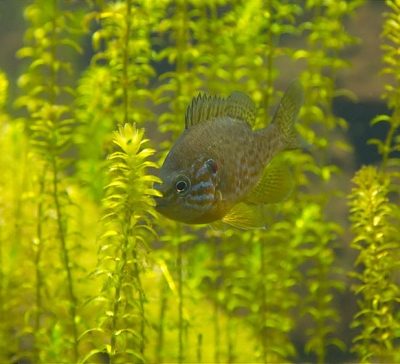 Fische für den Gartenteich im Überblick Gartenteich Ratgeber