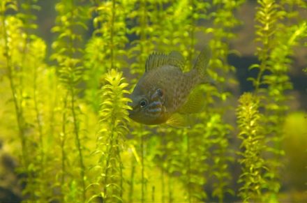 Der Gemeine Sonnenbarsch Lepomis gibbosus Gartenteich Ratgeber