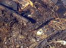Dreistachliger Stichling (Gasterosteus aculeatus) Pflege im Teich