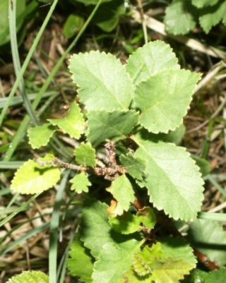 Strauchbirke - Betula humilis