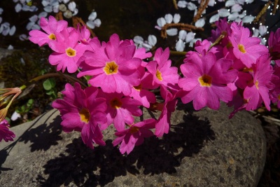 Sumpf-Primel Primula rosea