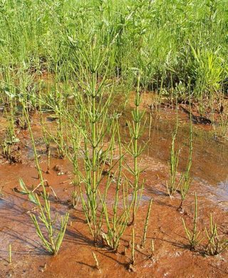 Sumpf-Schachtelhalm - Equisetum palustre