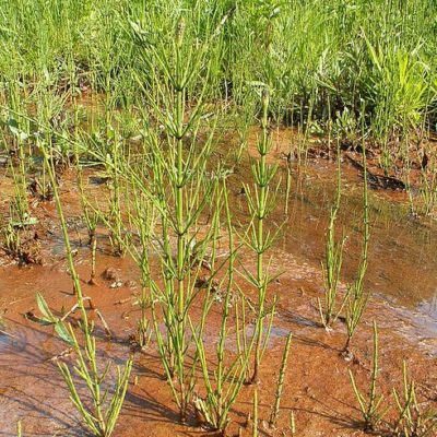 Sumpfpflanzen im Überblick Gartenteich Ratgeber