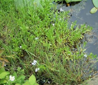 Sumpf-Vergissmeinnicht - Myosotis scorpiodes